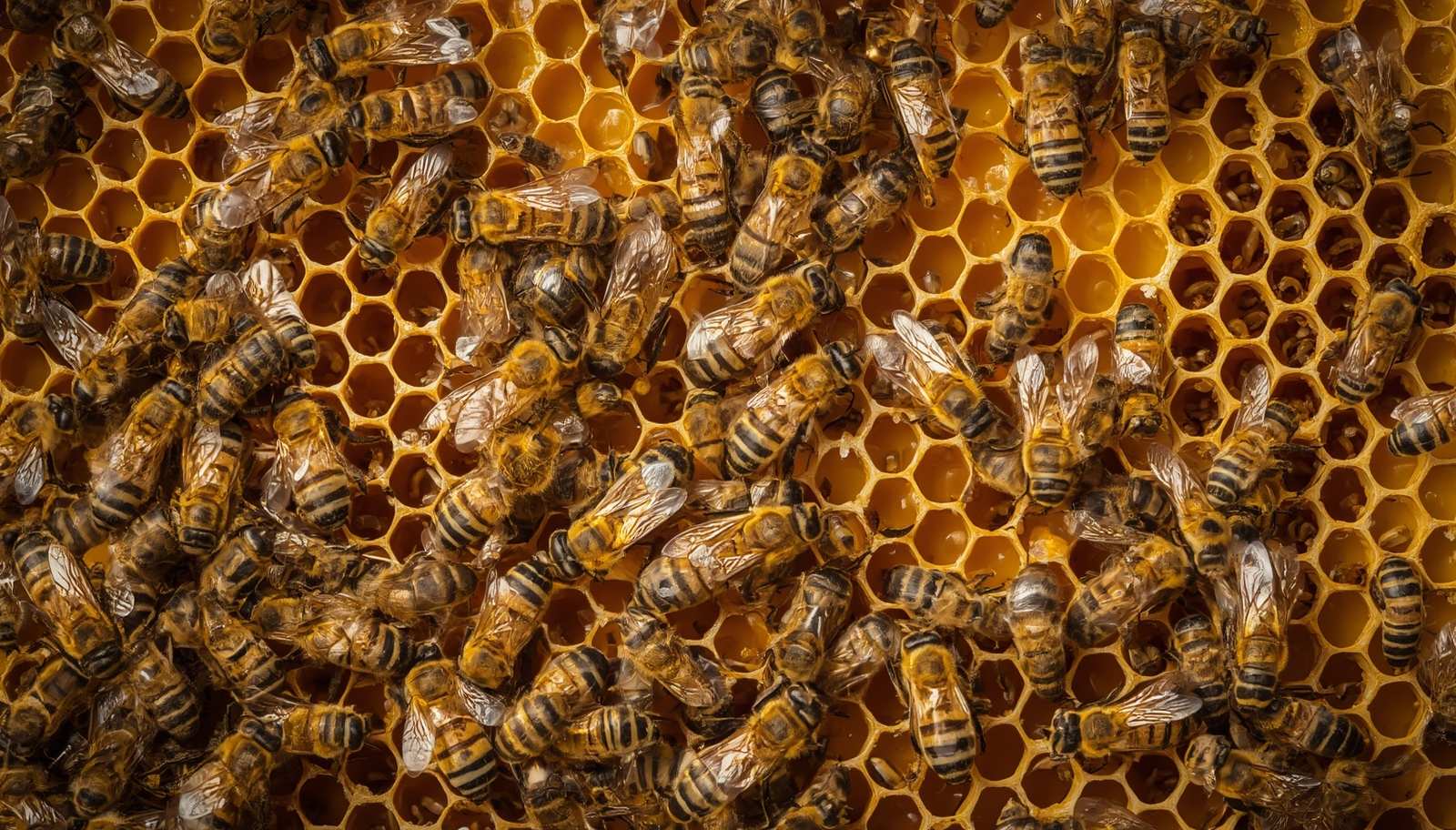 is-honey-the-vomit-of-bees
