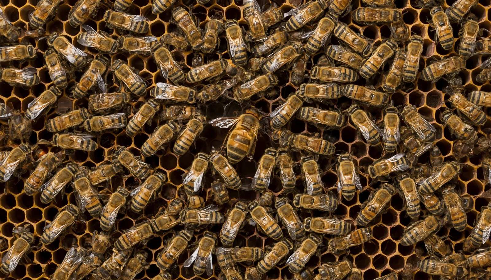 the-female-hierarchy-of-honeybees