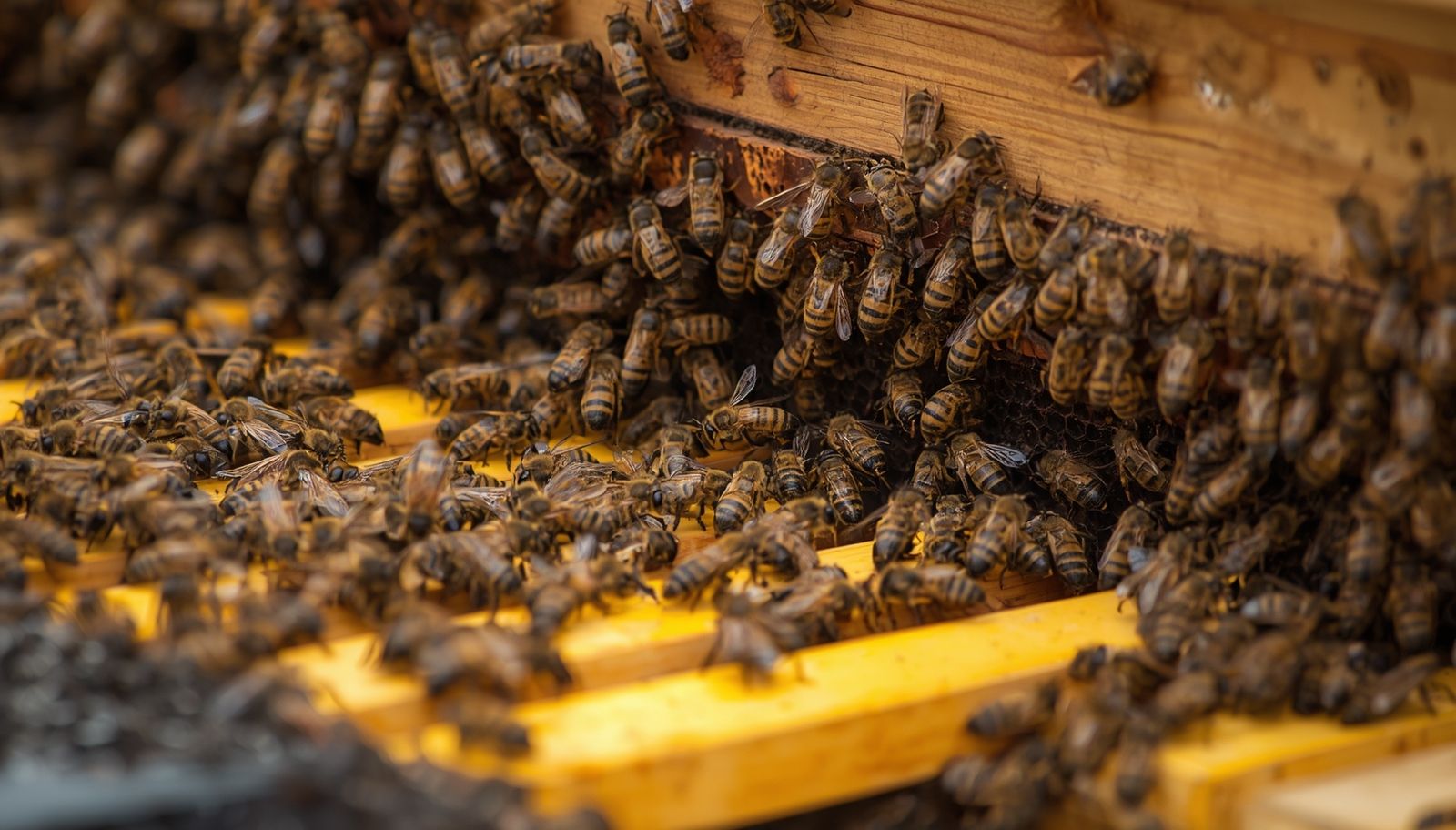 the-female-hierarchy-of-honeybees
