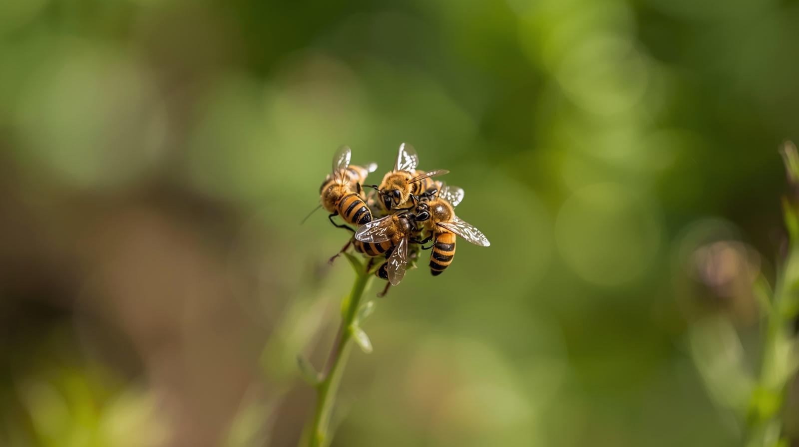 The Female Hierarchy of Honeybees