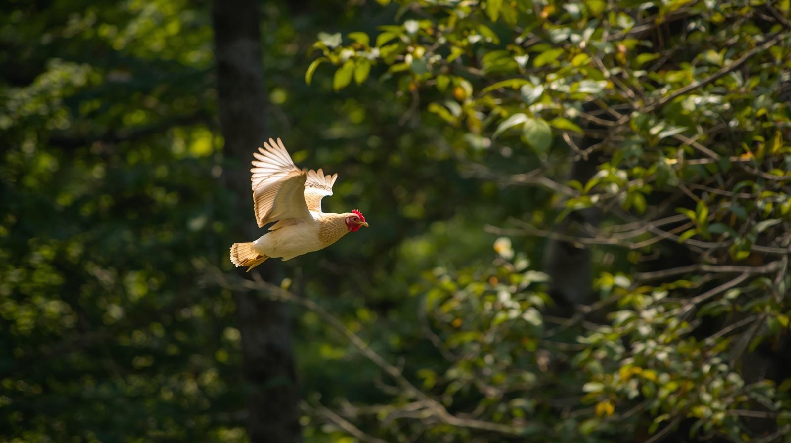 Why Can’t Chickens Fly