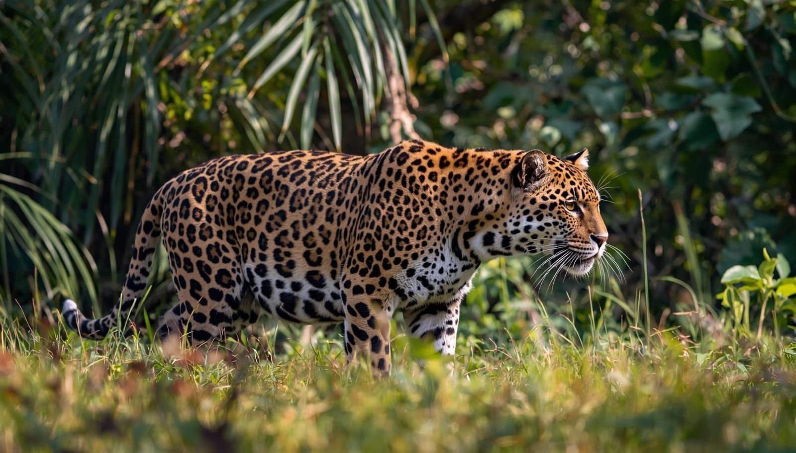 why-rainforest-creatures-grow-giant