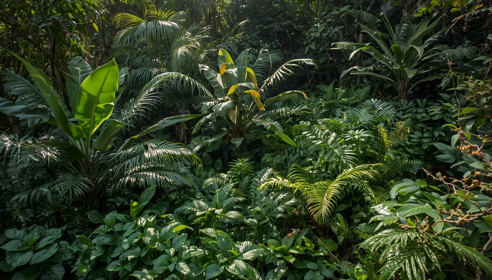 why-rainforest-creatures-grow-giant