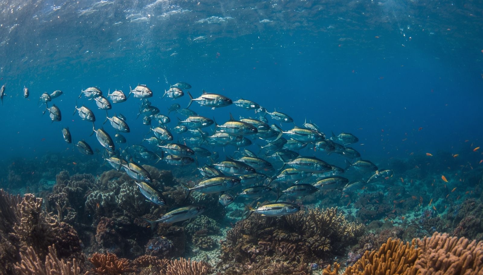 Why Some Fish Can Never Stop Swimming